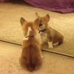 A reacção de um cão a olhar-se ao espelho
