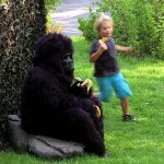 Apanhados – O gorila e a banana