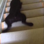 Cão desce escada de uma forma original