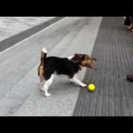 Cão lança a bola para depois a ir apanhar