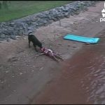 Cão salva criança de morrer afogada