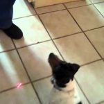 Como entreter um cão durante horas …só com um laser