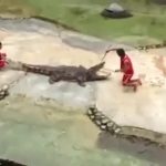 Crocodilo quase come a cabeça do tratador