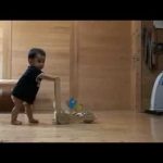 Gato ensina bebé a brincar