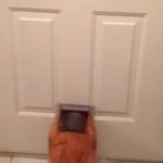 Gato gordo tenta passar por mini porta