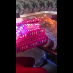 Gato não deixa dona embrulhar os presentes
