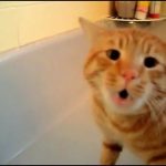 Gato que não quer tomar banho