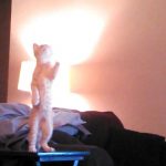 Gato tenta atacar ventoinha do tecto e cai