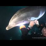Mergulhador ajuda golfinho