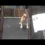 O cão que gosta de trampolim