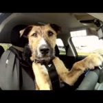 O primeiro cão a conduzir um carro