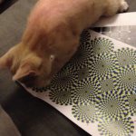 Os gatos e as ilusões ópticas
